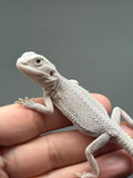 #1623, female, hypo, possible het wits, Zero Bearded Dragon for sale
