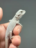 #1623, female, hypo, possible het wits, Zero Bearded Dragon for sale