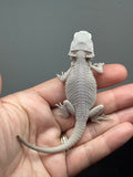 #1623, female, hypo, possible het wits, Zero Bearded Dragon for sale