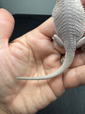 #1623, female, hypo, possible het wits, Zero Bearded Dragon for sale