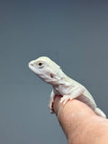 #1624, male, hypo, possible het zero, Witblits Bearded dragon for sale