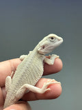 #1624, male, hypo, possible het zero, Witblits Bearded dragon for sale
