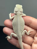 #1624, male, hypo, possible het zero, Witblits Bearded dragon for sale