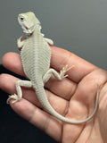 #1624, male, hypo, possible het zero, Witblits Bearded dragon for sale
