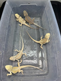 G196, 5 hypo, Witblits Bearded Dragon wholesale group for sale