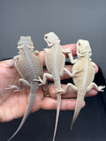 G196, 5 hypo, Witblits Bearded Dragon wholesale group for sale