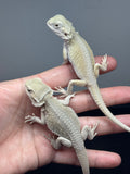 G196, 5 hypo, Witblits Bearded Dragon wholesale group for sale