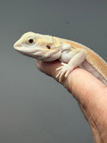 Photo 3 of orange and cream hypo, Witblits bearded dragon