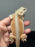 orange and cream hypo, Witblits bearded dragon