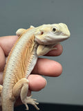 Photo 2 of orange and cream hypo, Witblits bearded dragon