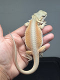 Photo 4 of orange and cream hypo, Witblits bearded dragon