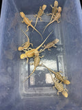 G197, 10 Bearded Dragon wholesale group for sale