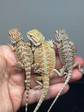 G197, 10 Bearded Dragon wholesale group for sale