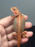 RM995, Male, hypo, trans, leatherback, 25% Red Monster bearded dragon for sale