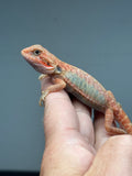 RM995, Male, hypo, trans, leatherback, 25% Red Monster bearded dragon for sale