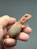 RM995, Male, hypo, trans, leatherback, 25% Red Monster bearded dragon for sale