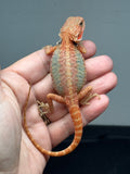 RM995, Male, hypo, trans, leatherback, 25% Red Monster bearded dragon for sale