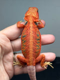 RM996, male, hypo, trans, leatherback, 25% Red Monster bearded dragon for sale