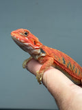 RM996, male, hypo, trans, leatherback, 25% Red Monster bearded dragon for sale
