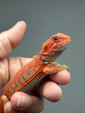 RM996, male, hypo, trans, leatherback, 25% Red Monster bearded dragon for sale