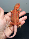 RM996, male, hypo, trans, leatherback, 25% Red Monster bearded dragon for sale