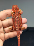 red possible het hypo, 50% Red Monster bearded dragon