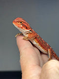 Photo 2 of red possible het hypo, 50% Red Monster bearded dragon