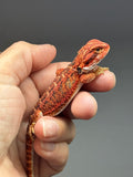Photo 3 of red possible het hypo, 50% Red Monster bearded dragon