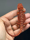 Photo 4 of red possible het hypo, 50% Red Monster bearded dragon