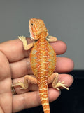 RM998, female, hypo, citrus, 25% Red Monster bearded dragon for sale