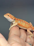 RM998, female, hypo, citrus, 25% Red Monster bearded dragon for sale