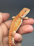RM998, female, hypo, citrus, 25% Red Monster bearded dragon for sale