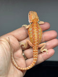 RM998, female, hypo, citrus, 25% Red Monster bearded dragon for sale