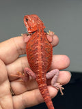 RM1000, female, hypo, 50% Red Monster bearded dragon for sale