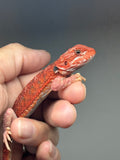 RM1000, female, hypo, 50% Red Monster bearded dragon for sale