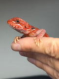 RM1000, female, hypo, 50% Red Monster bearded dragon for sale