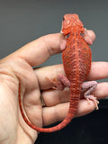 RM1000, female, hypo, 50% Red Monster bearded dragon for sale