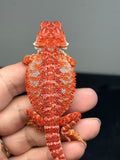 RM1001, male, hypo, blue bar, 50% Red Monster bearded dragon for sale