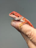 RM1001, male, hypo, blue bar, 50% Red Monster bearded dragon for sale
