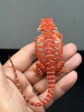 RM1001, male, hypo, blue bar, 50% Red Monster bearded dragon for sale