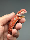 RM1001, male, hypo, blue bar, 50% Red Monster bearded dragon for sale