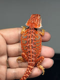 RM1002, female, possible het hypo, 50% Red Monster bearded dragon for sale