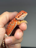 RM1002, female, possible het hypo, 50% Red Monster bearded dragon for sale