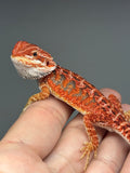 RM1002, female, possible het hypo, 50% Red Monster bearded dragon for sale