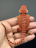 RM1002, female, possible het hypo, 50% Red Monster bearded dragon for sale