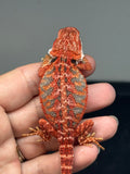 RM1003, female, blue bar, possible het hypo, 50% Red Monster bearded dragon for sale
