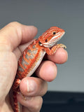 RM1003, female, blue bar, possible het hypo, 50% Red Monster bearded dragon for sale
