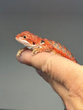 RM1003, female, blue bar, possible het hypo, 50% Red Monster bearded dragon for sale