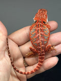 RM1003, female, blue bar, possible het hypo, 50% Red Monster bearded dragon for sale