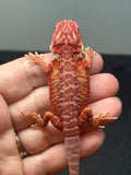 RM1004, male, hypo, blue bar, leatherback, 25% Red Monster bearded dragon for sale